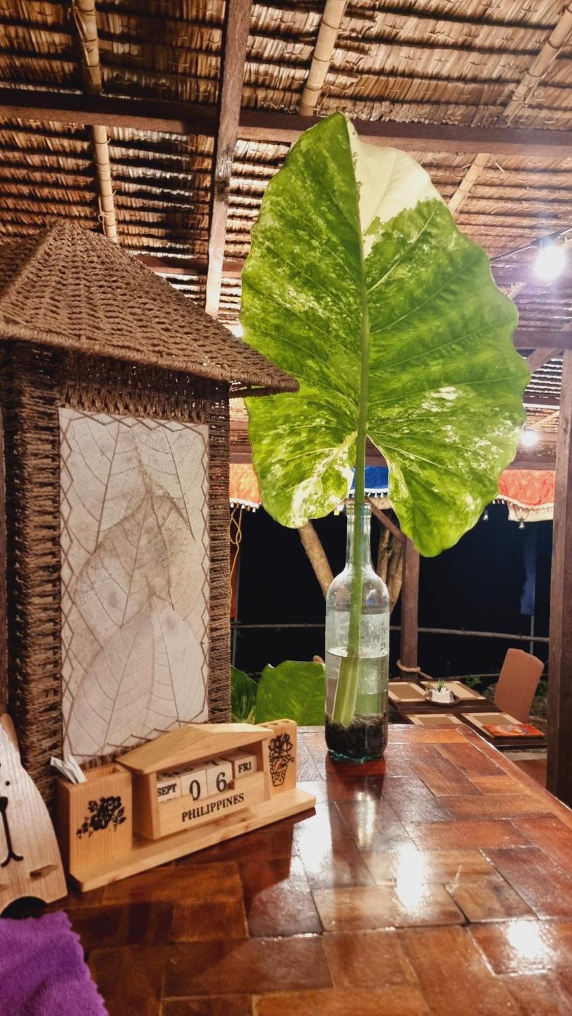 Jush Native And Glamping Hotell Dauis Eksteriør bilde